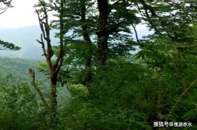 饥饿的松鼠救援